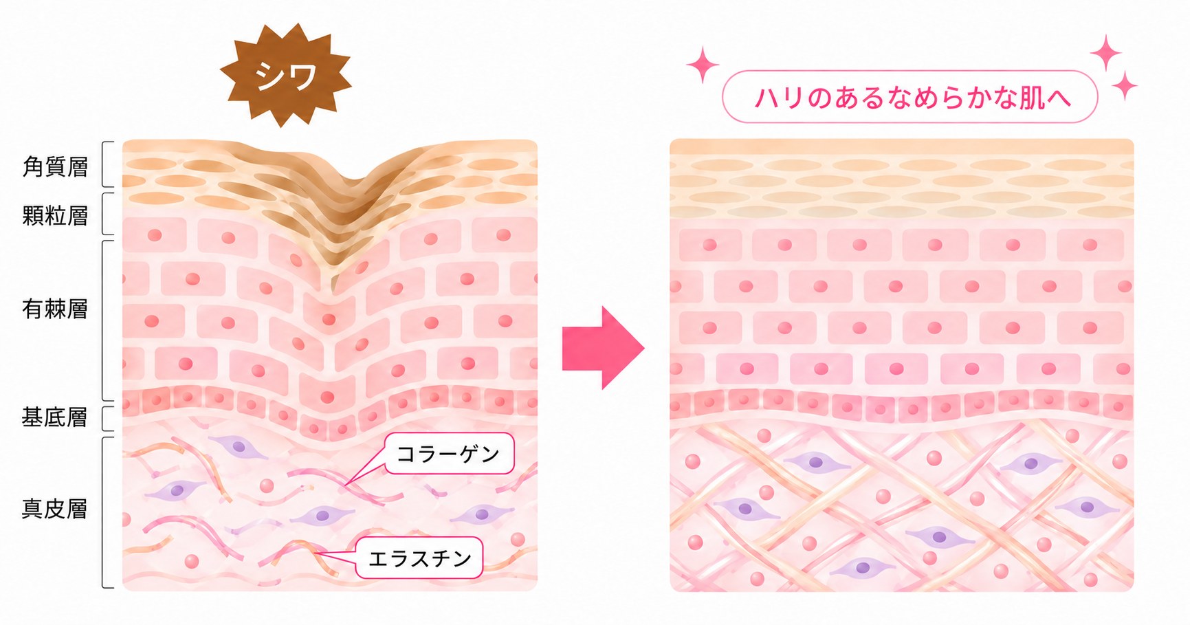 抗シワ関連試験 活用例